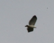 IMG_8290White_Hawk