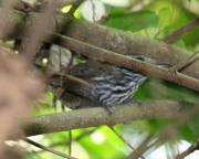 IMG_8332_Striped-breasted_Wren