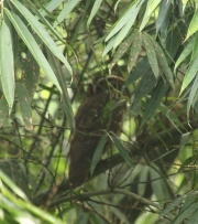 IMG_8567CR_SpectacledOwl