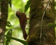 IMG_8768Northern-barred_Woodcreeper