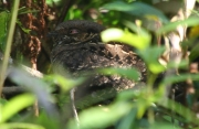 img_7248_cr_common_pauraque_nighthawk