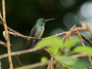 img_7452_Blue-chested_Hummingbird