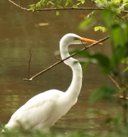 img_7478_cr_greategret