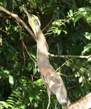 img_7592_cr_tigerheroncalling