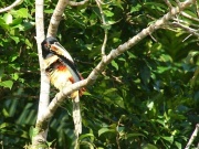 img_7623_collared_aracari