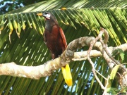 img_7632_montezuma-oropendola_1