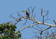 img_7638_cr_keel-billed_toucan