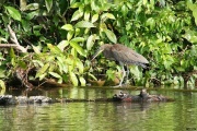 img_7679_tigerheronwithcrayfish_11