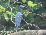 img_7682_littleblueheron_w_spider