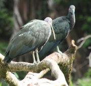 img_7710cr_greenibis