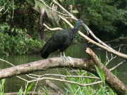 img_7715_1greenibis