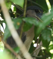 img_7739cr_boatbilledheron