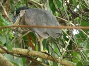 img_7740_boatbilledheron_1