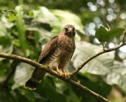 img_7785_cr_broadwingedhawk