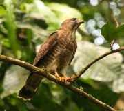 img_7786broadwingedhawk