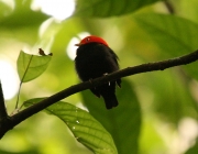 img_7814cr_red_cappedmanakin
