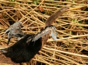img_7863_anhinga_1