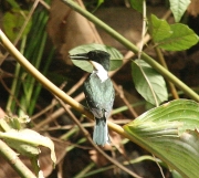 img_7884cr_greenkingfisher