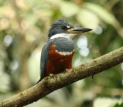 img_7939ringedkf