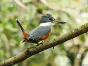 img_7940_ringkingfisher_1