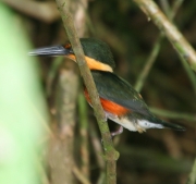 img_8015_cr_americanpygmykingfisher