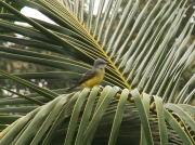 img_8077_cr_tropicalkingbird