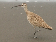 img_8082_wimbrelsandpiper_1