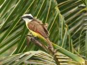 img_8128_greatkiskadee