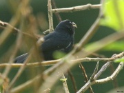 img_8225_variable_seedeater_11