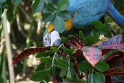 img_8248_cr_bluemacawparrot
