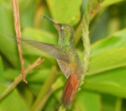 img_8274cr_rofustailedhummingbird