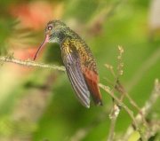img_8280_cr__rufoustailedhummingbird