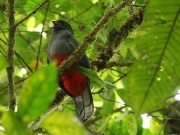 img_8300_slaty-tailed_trogon_1