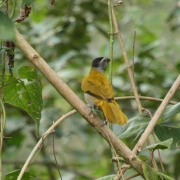 img_8357_cr_black-headed_saltator