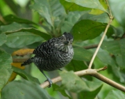 img_8361_cr_barredantshrike