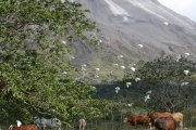 img_8388_cr_cattleegrets