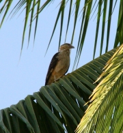 img_8412cr_yellowheadedcaracara