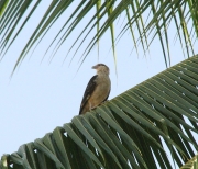 img_8415_cr_yellowheadcaracara