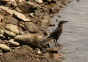 img_8440cr_great_tailedgrackle_immaturefemale