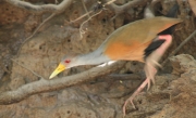 img_8445_cr_gray-necked_wood_rail