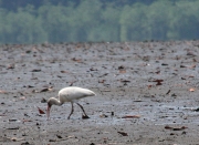 img_8455_cr_whiteibis