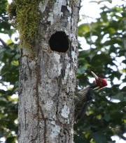 img_8475_cr_pale-billed_woodpecker