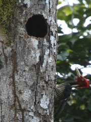 img_8477_cr_pale-billed_woodpecker