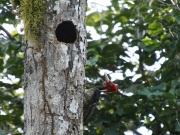 img_8477_pale-billed_woodpecker_1