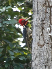img_8479cr_pale-billedwoodpecker