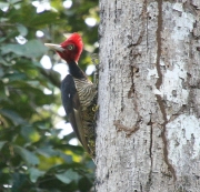 img_8480cr_pale-billedwoodpecker