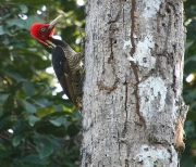img_8481cr_pale_billedwoodpecker