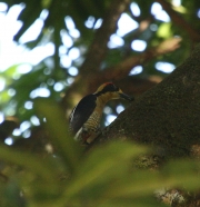 img_8486_cr_golden-naped_woodpecker
