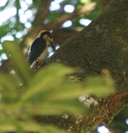 img_8487cr_golden-napedwoodpecker