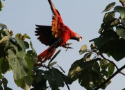 img_8550_cr_scarletmckawinflight